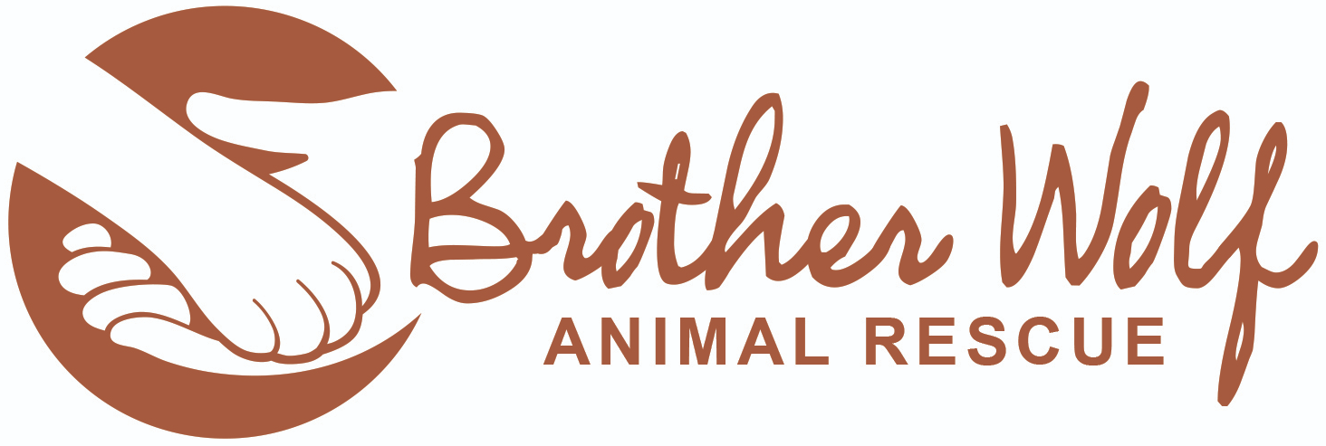 brother wolf animal rescue